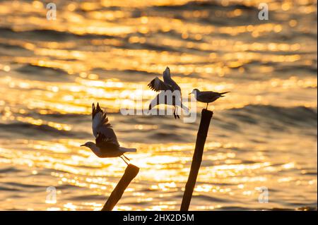 Gabbiani che volano e si aggirano su un moncone al tramonto, superficie d'acqua di mare dorata sullo sfondo. Foto Stock