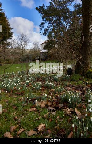 Annidato nelle valli dello Yorkshire, il tradizionale cottage del moorland attende con ansia la primavera circondata da una macchia di gocce di neve selvatiche Foto Stock