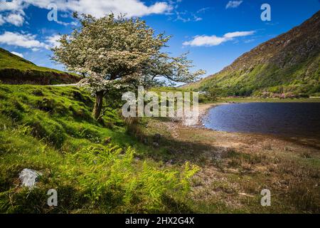 Hawthorn Tree di Pollacappul Lough, Kylemore, Connemara, Contea di Galway, Irlanda. Foto Stock