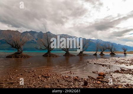 Willow alberi che crescono nel lago Wakatipu, Glenorchy Nuova Zelanda, Isola del Sud Foto Stock