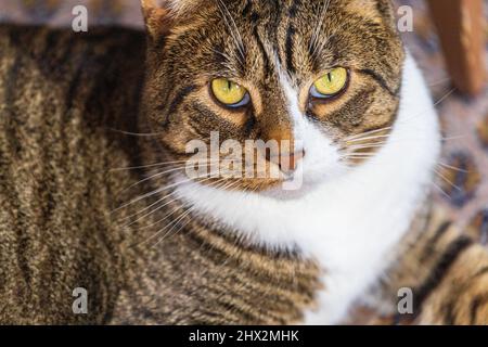 Look intenso dal gatto sgombro shortair domestico Foto Stock