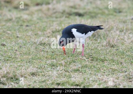 Ostercatcher eurasiatico (Haematopus ostralegus) foraggio per vermi in pascoli ruvidi Foto Stock