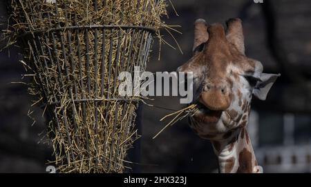 Berlino, Germania. 09th Mar 2022. Una giraffa gode di un pasto allo Zoo di Berlino. Credit: Paul Zinken/dpa/Alamy Live News Foto Stock