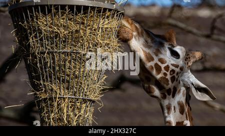 Berlino, Germania. 09th Mar 2022. Una giraffa gode di un pasto allo Zoo di Berlino. Credit: Paul Zinken/dpa/Alamy Live News Foto Stock