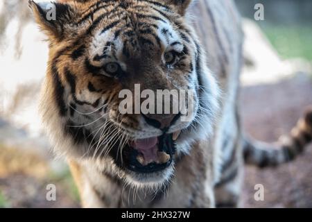 Berlino, Germania. 09th Mar 2022. Una tigre Amur guarda i visitatori dalla sua recinzione allo zoo. Credit: Paul Zinken/dpa/Alamy Live News Foto Stock