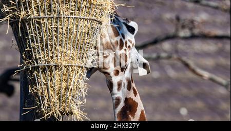 Berlino, Germania. 09th Mar 2022. Una giraffa gode di un pasto allo Zoo di Berlino. Credit: Paul Zinken/dpa/Alamy Live News Foto Stock