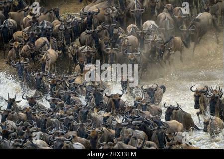 Blue Wildebeest (Connochaetes taurinus) mandria che attraversa il fiume Mara durante la grande migrazione, Parco Nazionale Serengeti, Tanzania. Foto Stock