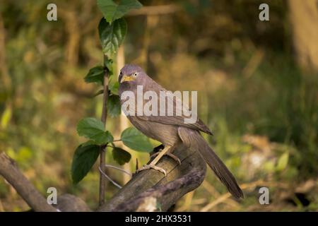 Un simpatico babbler (jangle babbler) si siede su un bambù e cerca il suo cibo Foto Stock