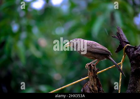 Un bellissimo uccello (jangle babbler) si siede su un ramo in una giornata piovosa e godersi la pioggia Foto Stock