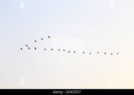 Un gruppo di uccelli che volano nel cielo Foto Stock