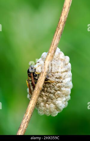 Vespa comune seduta su piccolo nido . Su gambo asciutto di erba. Sfondo verde chiaro sfocato, spazio di copia. Genere Vespula vulgaris Foto Stock