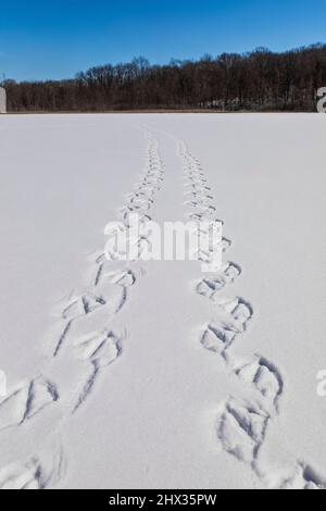 Mute Swan, Cygnus olor, piste che attraversano Snowy Hall Lake in Calhoun County, Michigan, Stati Uniti Foto Stock