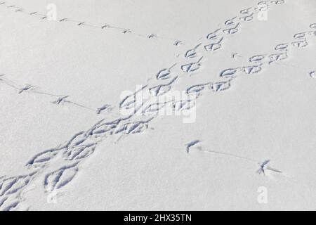 Sandhill Crane, Antigone canadensis, e Mute Swan, Cygnus olor, tracce su Hall Lake in Ott Biological Preserve, Calhoun County, Michigan, Stati Uniti Foto Stock