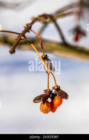 Euonymus alatus alatus, arbusto invasivo nella Riserva biologica dell'Ott, Contea di Calhoun, Michigan, USA Foto Stock