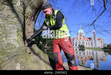 Hannover, Germania. 09th Mar 2022. Julian Deutschinger, ispettore di alberi della città di Hannover, utilizza un bastone di indagine per controllare la salute di un faggio di rame a Maschpark. La città di Hannover ha circa 225.000 alberi lungo le strade e nei parchi - tagliarne uno è sempre l'ultima opzione. Prima che un albero di città deve cadere, è esaminato più volte e in dettaglio, e possibili misure di potatura e manutenzione sono pesate. Credit: Julian Stratenschulte/dpa/Alamy Live News Foto Stock