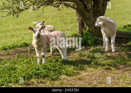 Tre giovani agnelli primaverili bianchi in piedi sotto un albero in un campo di contadini sul bordo dello Yorkshire Dales, North Yorkshire, Inghilterra, Regno Unito. Foto Stock
