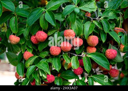 Arbutus unedo, albero di fragole Killarney, albero di fragole, fragole dalmate, Ericaceae. Fragola rossa come frutta in autunno. Foto Stock
