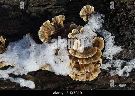 Funghi di coda di tacchino su un ceppo con neve a Linne Woods in Morton Grove, Illinois Foto Stock