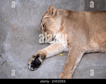 Ritratto leonessa crogiolarsi sotto il caldo sole dopo cena. Foto Stock
