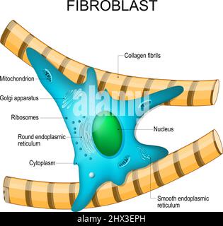 anatomia dei fibroblasti. struttura cellulare. Diagramma con apparato golgi, nucleo, mitocondrio e ribosomi. Illustrazione vettoriale. Poster Illustrazione Vettoriale