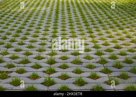 Prato di erba verde nel parco tra le celle di lastre di cemento. Foto Stock
