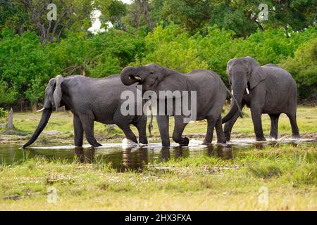 Gli elefanti africani rimangono insieme in mandrie di allevamento solo i maschi vanno da soli Foto Stock