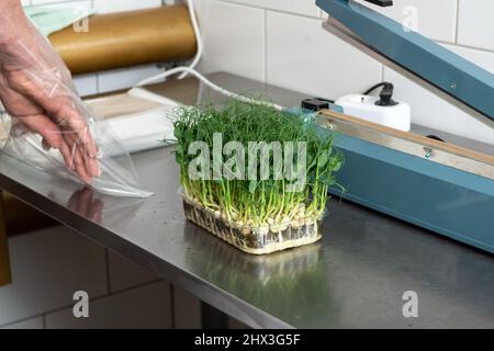 Confezionamento della raccolta di piselli micro-verdi in vendita al supermercato. Semi crescenti in una serra. Fattoria micro-verde. Produzione di ambiente Foto Stock