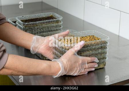 Piantando micro-verdi su lana minerale per coltivare semi in una serra. Fattoria micro-verde. Produzione di nutrizione della vitamina rispettosa dell'ambiente Foto Stock