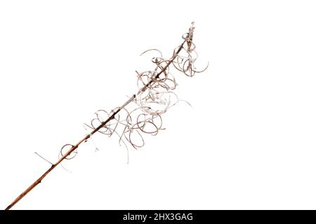 Fiore secco fiore Sally con isolato su sfondo bianco, foto da primo piano naturale Foto Stock