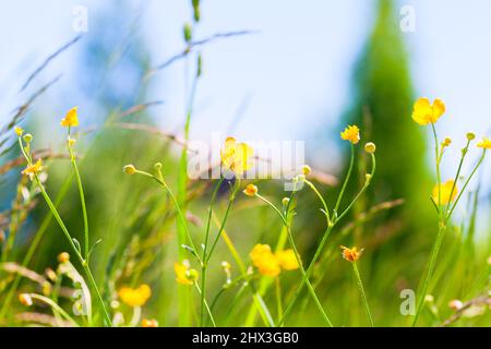 Fiori gialli selvatici su un prato estivo. Rampicante, Ranunculus ripens Foto Stock