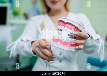 Primo piano di una miniatura di mascelle artificiali dentarie. Dentista ortodontista tiene un modello di denti nelle sue mani. Foto Stock