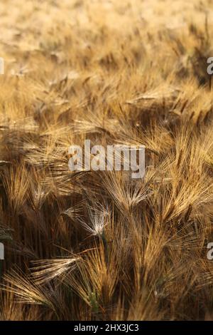 Un campo di mais in una regione della Baviera in Germania Foto Stock