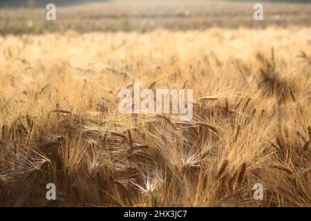 Un campo di mais in una regione della Baviera in Germania Foto Stock
