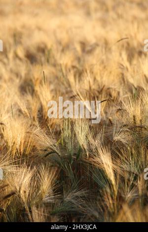Un campo di mais in una regione della Baviera in Germania Foto Stock