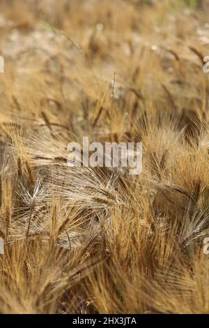 Un campo di mais in una regione della Baviera in Germania Foto Stock