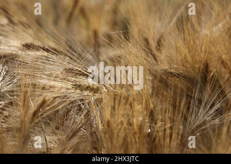 Un campo di mais in una regione della Baviera in Germania Foto Stock