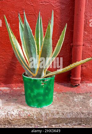 Pianta di aloe vera in vaso di pianta verde Foto Stock