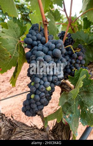 Vitigni a la Rioja Spagna questa varietà produce uve blu-nere profonde che producono un vino rosso complesso ma corposo Foto Stock
