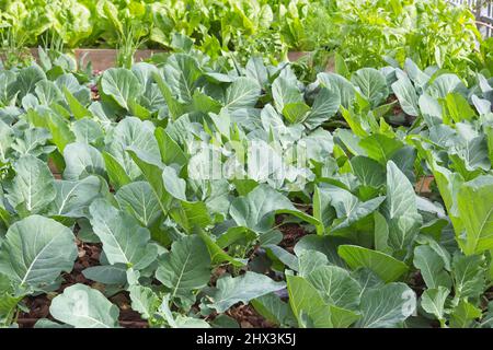 Aiuole di fiori con lattuga, broccoli, spinaci, erbe, foto di alta qualità Foto Stock