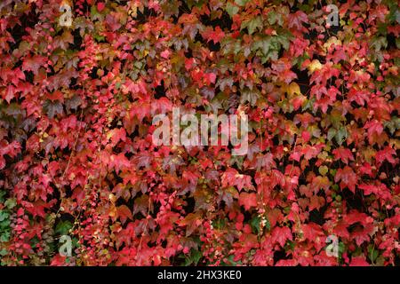 L'edera autunnale lascia in verde e rosso Foto Stock