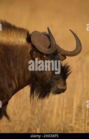 Black Wildebeest, Stato libero, Sudafrica Foto Stock