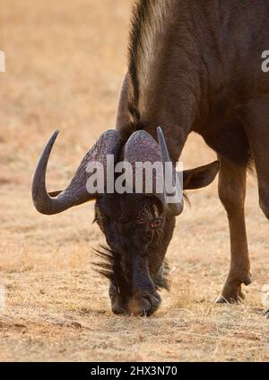 Black Wildebeest, Stato libero, Sudafrica Foto Stock