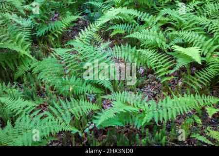 Hayprofumed Fern e rigidi Clubmuss che crescono in una foresta umida nelle Pocono Mountains della Pennsylvania Foto Stock