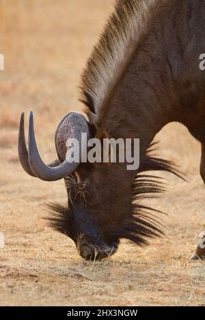 Black Wildebeest, Stato libero, Sudafrica Foto Stock