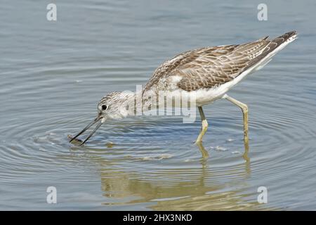 Greenshank (Tringa nebularia) foraging ai margini di una piscina d'acqua dolce, Gloucestershire, Regno Unito, settembre. Foto Stock