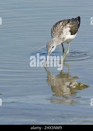 Greenshank (Tringa nebularia) foraging ai margini di una piscina d'acqua dolce, Gloucestershire, Regno Unito, settembre. Foto Stock