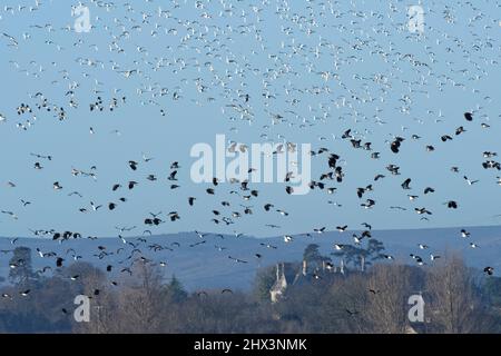 Lapping (Vanellus vanellus) e Golden plover (Apricarius pluvialis) gregge denso in volo su paludi con Steart villaggio sullo sfondo, Stear Foto Stock