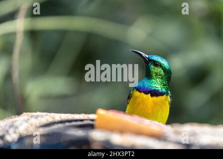 Ritratto di un sunbird collato, Hedydipna collaris, posto dietro un frutto. Lo sfondo sfocato è di colore verde. Foto di alta qualità Foto Stock