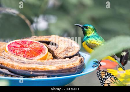 Ritratto di un Sunbird Collared, Hedydipna collaris, posto di fronte ad un piatto con qualche frutto. Lo sfondo sfocato è di colore verde. Foto di alta qualità Foto Stock