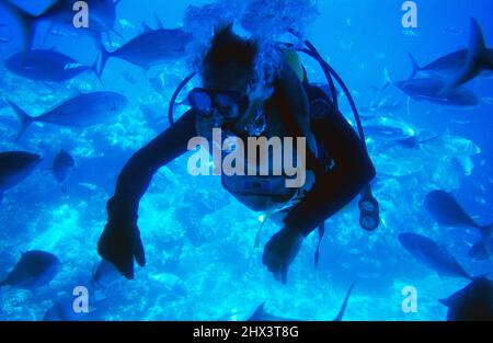 Australia. Queensland. Grande barriera Corallina. Subacqueo subacqueo. Foto Stock